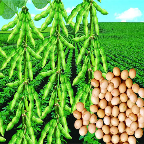河南微补生物科技有限公司
